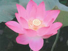 lotus flower